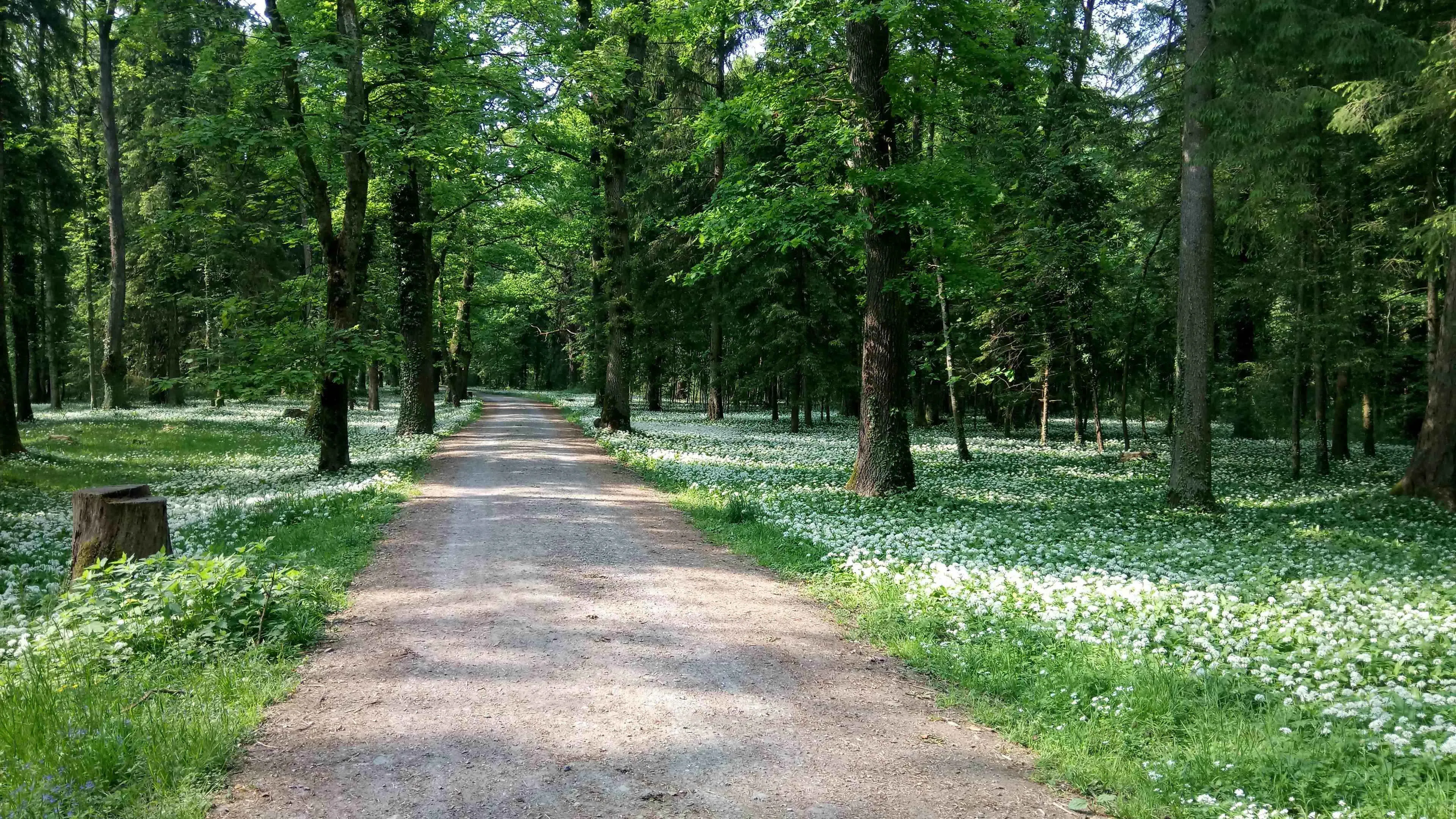 Rheinholzweg im Frühling