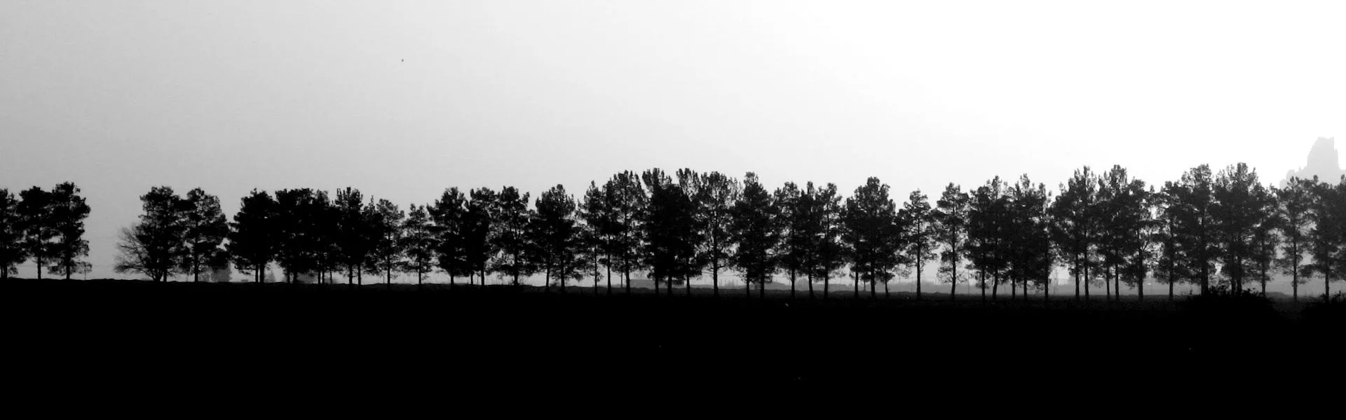 Allee