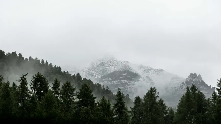 Bergwald im Nebel