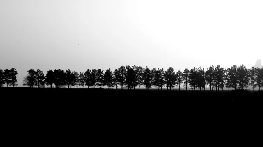 Allee