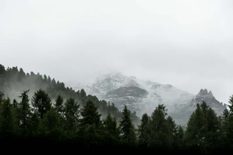 Bergwald im Nebel